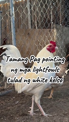 14K views · 220 reactions | Tamang Pag pointing ng mga lightfowls...