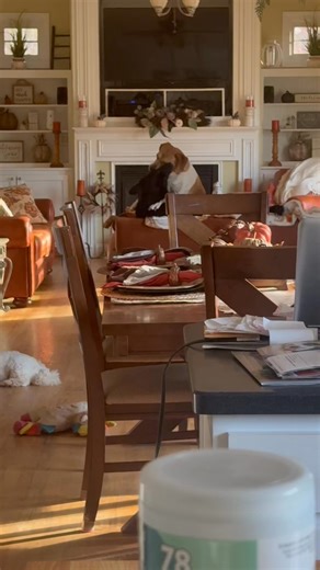 I love seeing Mama Dottie being a dog! | Amy’s Angels Dog Rescue