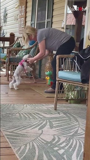 Dog Reunion: Schnauzers Jump with Joy Meeting Grandma || WooGlobe
