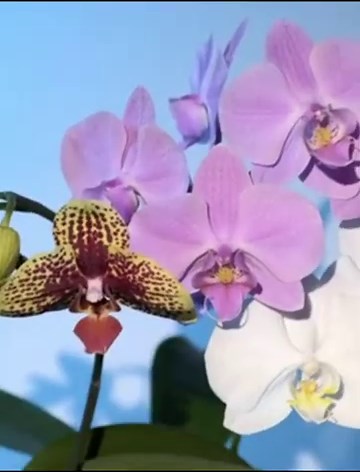 African Orchids, Moon Orchids & Ghost Orchids Nature’s Most Mysterious Flowers 2