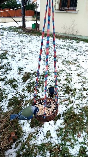 Mésanges mangeant à une mangeoire DIY