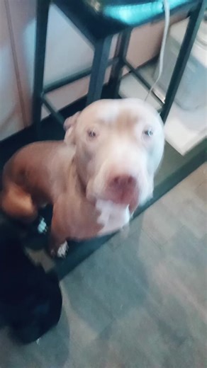 Mabel and Duke are both sticking close this morning. Both are no doubt looking for trouble #dogs