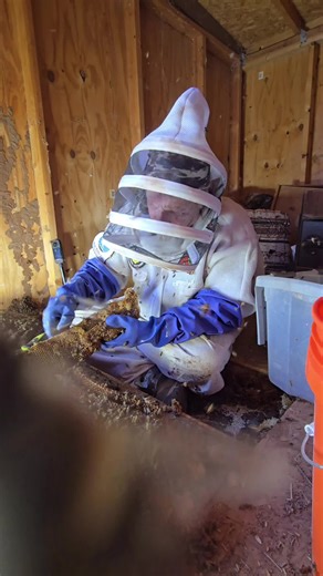 Understanding the Impact of Honey Bees as Invasive Species