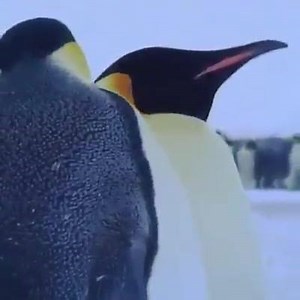 43K views · 991 reactions | Animals feel every emotion that we go through. They understand pain and empathy and at times we can learn from them. | Free Your Mind and Think | Facebook