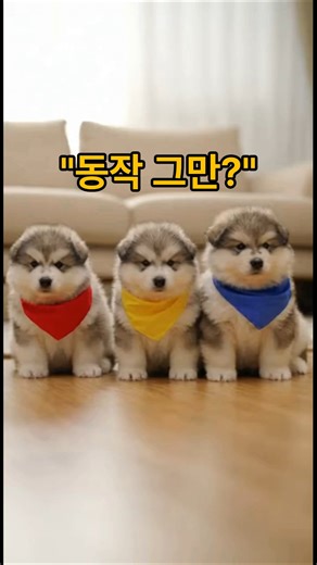 "빵...? 터지는 영상 귀여운 강아지 " #강아지 #애견영상 #웃긴영상 "Bread...? Cute Puppy Exploding Video"