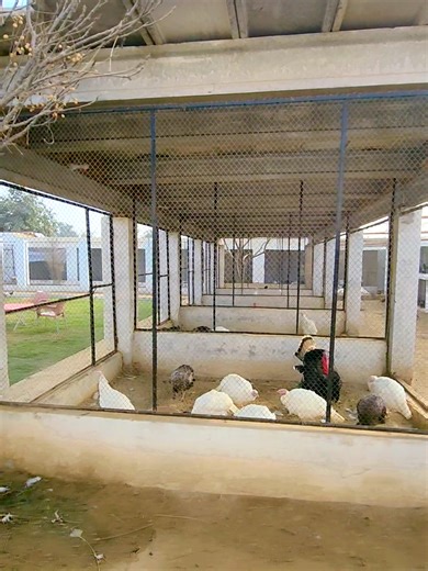 Understanding Bird Behavior in Urban Environments