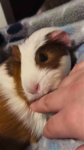 Who Is Today's Champion? 🐹👑