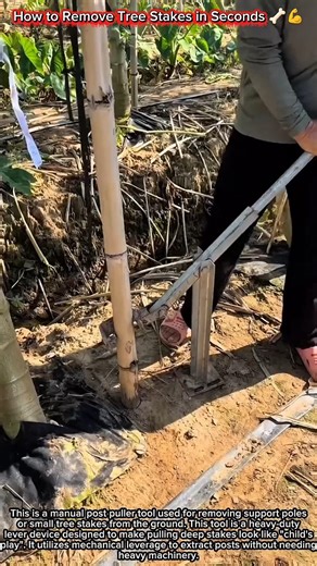 How to Remove Tree Stakes in Seconds 🦴💪
