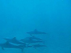 Baby Dolphin Sounds