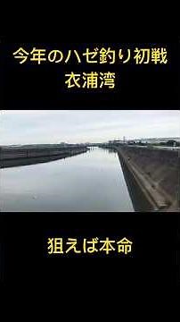 今年の爆釣なハゼ釣り初戦！衣浦湾#ハゼ釣り#衣浦湾#ハゼ