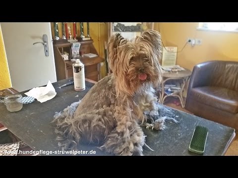 Stark verfilzter Yorkshire Terrier