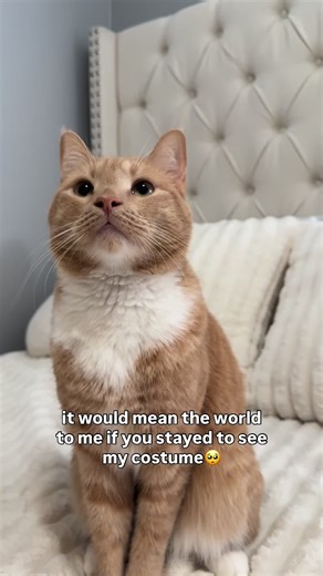 the cutest unicorn you’ve ever seen🥹🥹 | unicorn