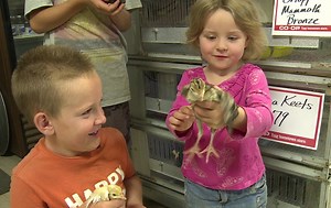 Young turkeys becoming popular pets in East Tennessee