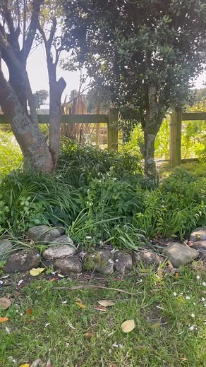 4 comments | LATE SPRING in the flower field is rows of rapidly...