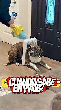 Perritos, entre más tontos mejor 🤣 #humor #comedia #dog