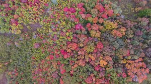 12K views · 468 reactions | A spectacular palette of fall colors is popping up across Utah, as captured in Ogden Valley by Justin McFarland. | Visit Utah | Facebook