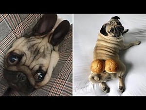 Made your day with these funny and cute Pug Puppy Videos Compilation - Pug Dog Funny Moments