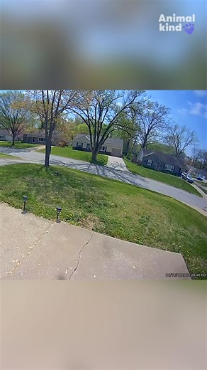 When your retired neighbor becomes your dog's best friend! #animalkind | Tennessean