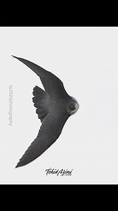 Peregrine Falcon maneuvering during flight. #Falcons #peregrinefalcon #birdsofprey | Tohid Azimi