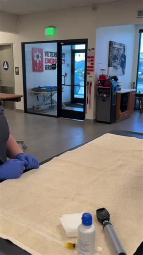 My First ER Shift in Veterinary Medicine