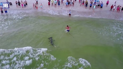 Massive hammerhead shark caught from beach in Panama City