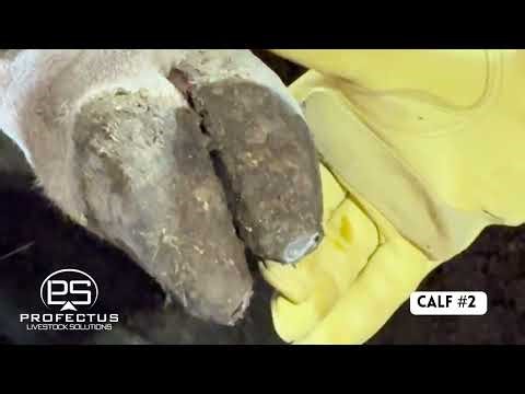 Identifying & Treating Toe Abscesses in Cattle