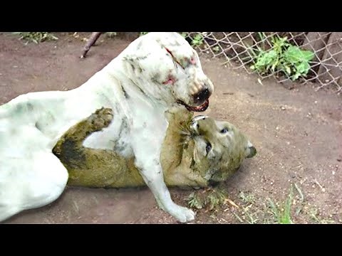 A Dogo Argentino Can Kill a Puma!