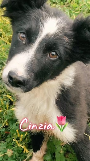🌷Cinzia, Splendida Cucciola Simil Border Collie, Cerca Casa 🏠 #shorts #dog #puppy #help #love