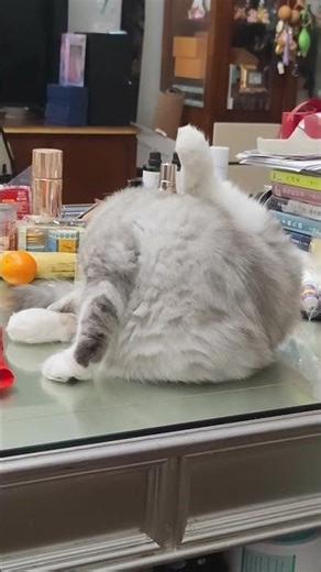 远看一团毛，近看是只猫，Finally Grumpy哈 From afar, a fuzzy ball — up close, it's a cat... Finally Grumpy hah! 😹