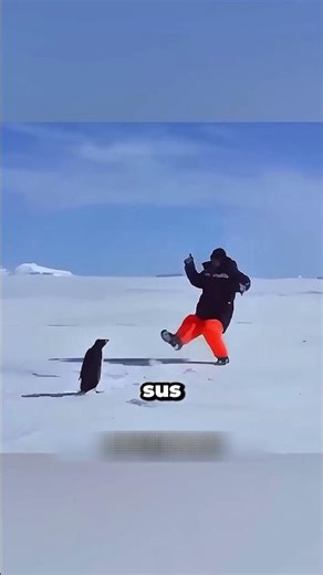 ¿Qué ocurre si acaricias a un pingüino? 🐧#Pingüinos #DatoCurioso