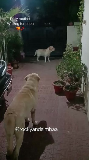 1.7M views · 10K reactions | Rocky simba waiting for papa full video  #dogreels #reelsvideo #rocky #labradorretriever #labrador #petlover #petlife #doglover #simba | rockyandsimbaa | Facebook