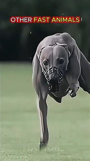 Normal Fast Animals vs The King of Speed 🐆