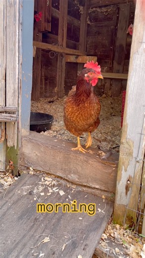 Good morning ☀️😀🐓 #chicken #homestead #morning #backyardchickens #shorts #routine