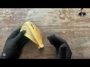 Gross Anatomy of Scapula (Dog)