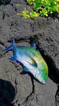 Intense fishing, a magnificent fish caught on live bait