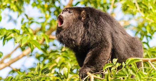10 Key Facts About Howler Monkeys