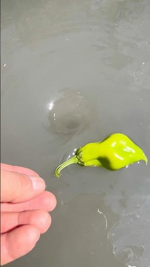 Amazing Water Vortex Experiment!? #whrilpool #experiment #satisfyingvideo #vortex #satisfying.