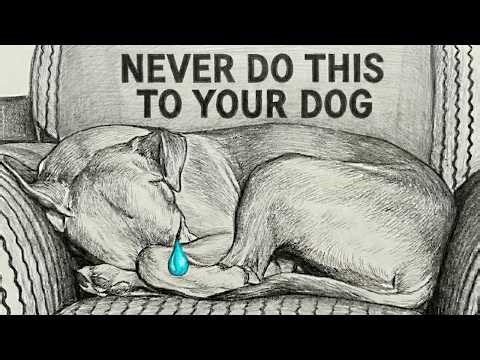 Dog Psychology | 10 MISTAKES That Make Your DOG Think You DON'T LOVE HIM
