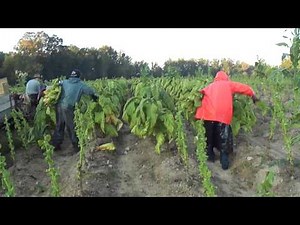 Priming Tobacco