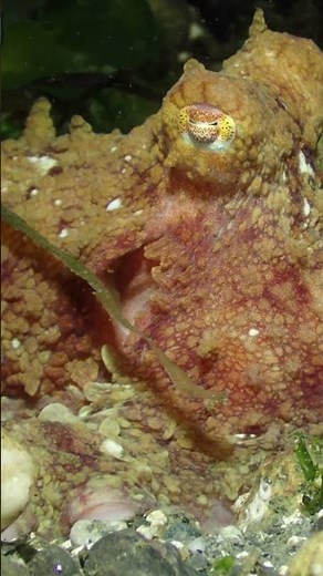 East Pacific Red Octopus 59 | Salish Sea Marine Wildlife | #Shorts