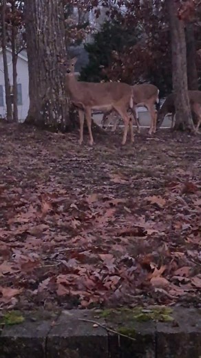 Greg Mitchell on Reels