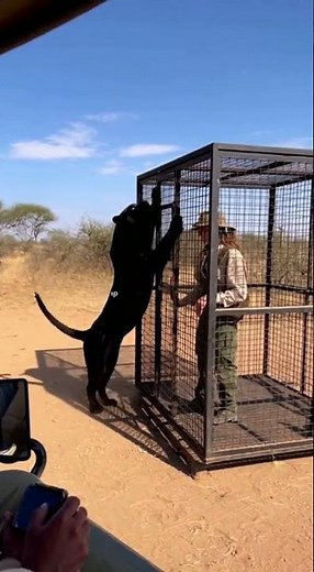 Attack of the Black Panther