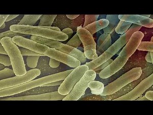 Sirenomelia: Cuando una Rara Patología Transforma en Sirena