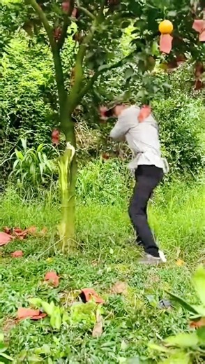cool technique for cutting down an orange tree #shorts