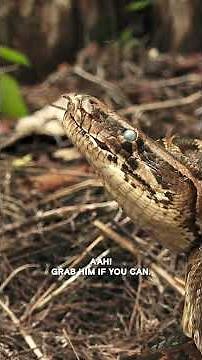 Watering Hole is FILLED with Snakes | Swamp People: Serpent Invasion | #Shorts | History