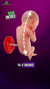 How Big Is a 28 Week Fetus?🌱👶 #Pregnancy #pregnancyjourney #PregnancyToParenting | Pregnancy to parenting