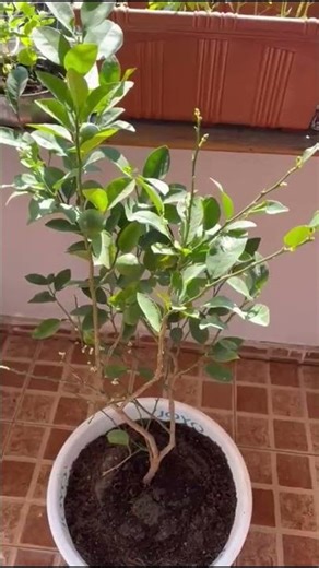 🌱 How to Grow Lemon Tree in a Pot | Easy Tips for Beginners 🍋