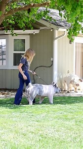 Breeds of show pigs we have in our barn right now! #showpigs #livestock | Dadson Farms