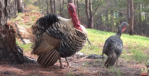 Primitive technology: Hunting and cooking wild turkey | Bowhunting.Net
