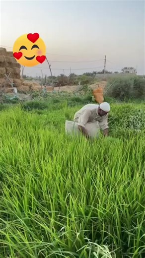 فيديوهات أنشأها نور الزهراء (@lc3.d) باستخدام الصوت الأصلي - مہنہعہزلَهہ